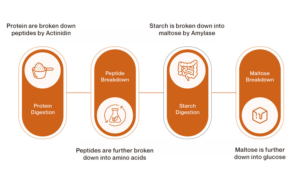 Introduction to the Science Behind BioActin™